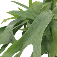 Platycerium Suspension - Ø21cm - ↕50cm Everspring