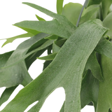 Platycerium Suspension - Ø21cm - ↕50cm Everspring