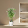 Polyscias Hawaiiana Ming - 90 cm - Ø24cm - GREEN OASIS - SHOP Plantes vertes originales livrées à votre domicile