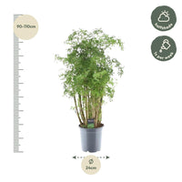 Polyscias Hawaiiana Ming - 90 cm - Ø24cm - GREEN OASIS - SHOP Plantes vertes originales livrées à votre domicile
