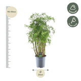 Polyscias Hawaiiana Ming - 90 cm - Ø24cm - GREEN OASIS - SHOP Plantes vertes originales livrées à votre domicile