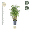 Polyscias Hawaiiana Ming - 90 cm - Ø24cm - GREEN OASIS - SHOP Plantes vertes originales livrées à votre domicile