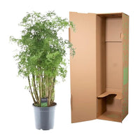 Polyscias Hawaiiana Ming - 90 cm - Ø24cm - GREEN OASIS - SHOP Plantes vertes originales livrées à votre domicile