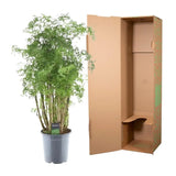 Polyscias Hawaiiana Ming - 90 cm - Ø24cm - GREEN OASIS - SHOP Plantes vertes originales livrées à votre domicile