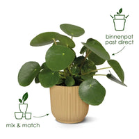 Pot Elho Vibes Fold Rond Bleu - D25 x H23 - GREEN OASIS - SHOP