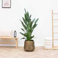 Pot Indigo Vintage Or - D46 x H41 - GREEN OASIS - SHOP Plantes vertes originales livrées à votre domicile