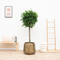 Pot Indigo Vintage Or - D58 x H51 - GREEN OASIS - SHOP Plantes vertes originales livrées à votre domicile