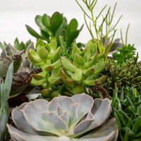 Pot de jardin succulentes avec des teintes vertes variées et des feuilles texturées, présentant une variété d'espèces dans un style terrarium naturel.