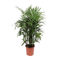 Rhapis Excelsa - Ø27cm - ↕120cm Everspring