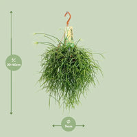 Rhipsalis Pulchra - Ø14 ↕35 Everspring