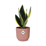 Sansevieria Futura Superba + pot ELHO Vibes Fold 14cm rose Everspring