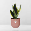 Sansevieria Futura Superba + pot ELHO Vibes Fold 14cm rose Everspring