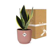 Sansevieria Futura Superba + pot ELHO Vibes Fold 14cm rose Everspring