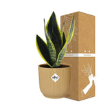 Sansevieria Futura Superba + pot ELHO Vibes Fold jaune 14cm Everspring
