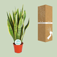 Sansevieria Trifasciata Laurentii - Ø14cm - ↕50cm Everspring