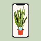 Sansevieria Trifasciata Laurentii - Ø14cm - ↕50cm Everspring