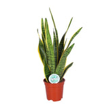 Sansevieria Trifasciata Laurentii - Ø17cm - ↕60cm Everspring