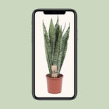 Sansevieria Zeylanica - Ø17cm - ↕70cm Everspring