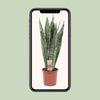 Sansevieria Zeylanica - Ø17cm - ↕70cm Everspring