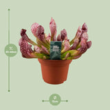 Sarracenia Scarlet Belle - Ø12cm - ↕40cm Everspring
