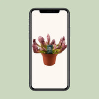 Sarracenia Scarlet Belle - Ø12cm - ↕40cm Everspring