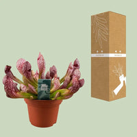 Sarracenia Scarlet Belle - Ø12cm - ↕40cm Everspring