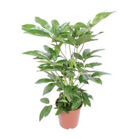 Schefflera Actinophylla Amate - Ø24cm - ↕100cm Everspring