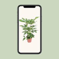 Schefflera Actinophylla Amate - Ø24cm - ↕100cm Everspring