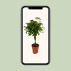 Schefflera Compacta - Ø19cm - ↕80cm Everspring