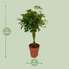 Schefflera Compacta - Ø19cm - ↕80cm Everspring