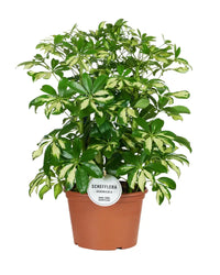 Schefflera Gerda - Ø21cm - ↕55cm Everspring