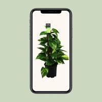 Scindapsus (Epipremnum) - Ø15cm - ↕50cm - GREEN OASIS - SHOP