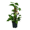 Scindapsus Epipremnum - Ø15cm - ↕50cm Everspring