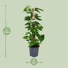 Scindapsus Epipremnum - Ø19cm - ↕80cm Everspring