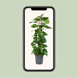 Scindapsus Epipremnum - Ø24cm - ↕120cm Everspring