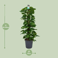 Scindapsus (Epipremnum) - Ø24cm - ↕120cm Everspring