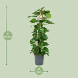 Scindapsus Epipremnum - Ø24cm - ↕120cm Everspring
