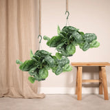 Scindapsus Pictus Trebie (Epipremnum) - 2 pièces - Ø15cm - ↕25cm Everspring