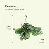 Scindapsus Pictus Trebie (Epipremnum) - 2 pièces - Ø15cm - ↕25cm Everspring