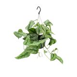 Scindapsus Pictus Trebie - Ø15cm - ↕25cm Everspring