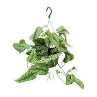 Scindapsus Pictus Trebie - Ø15cm - ↕25cm Everspring