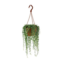 Senecio Herreianus - Ø12cm - ↕20cm Everspring