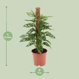 Singe Monstera - Ø17cm - ↕60cm Everspring