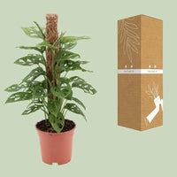 Singe Monstera - Ø17cm - ↕60cm Everspring