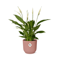 Spathiphyllum 12 cm Torelli + pot ELHO Vibes Fold 14 cm rose - GREEN OASIS - SHOP