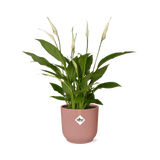 Spathiphyllum 12 cm Torelli + pot ELHO Vibes Fold 14 cm rose - GREEN OASIS - SHOP