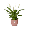 Spathiphyllum 12 cm Torelli + pot ELHO Vibes Fold 14 cm rose - GREEN OASIS - SHOP