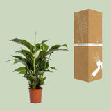 Spathiphyllum Bellini - Ø24cm - ↕100cm Everspring
