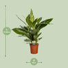 Spathiphyllum Bingo Cupido - Ø19cm - ↕80cm Everspring