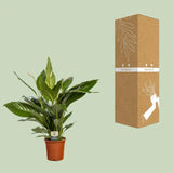 Spathiphyllum Bingo Cupido - Ø19cm - ↕80cm Everspring
